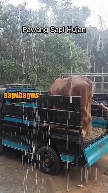 Pawang-Sapi-Hujan